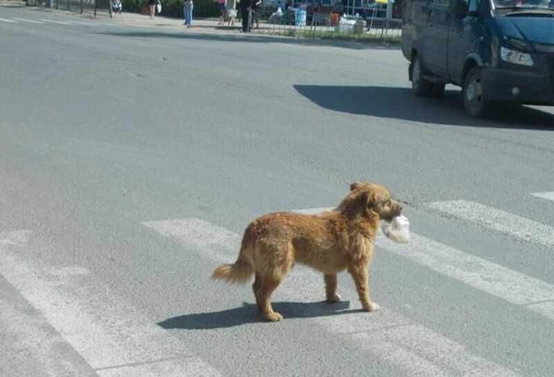 В Нижегородской области мотоциклист попал в аварию из-за выбежавшей на дорогу собаки