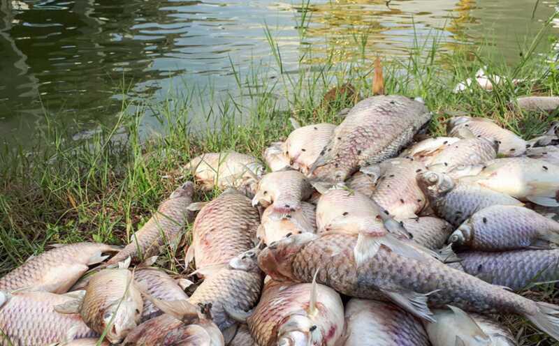 В реке, находящейся на границе между Чувашией и Мордовией, погибло более двух тысяч рыб